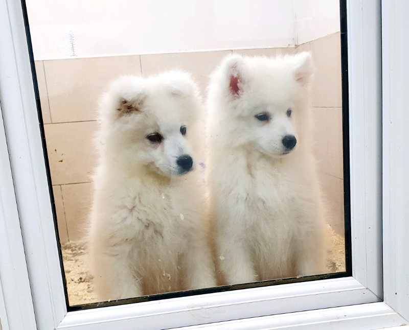 samoyed dog gumtree